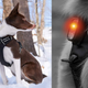 Large Rabbitgoo Dog Harness with LED Light | $8 | Amazon